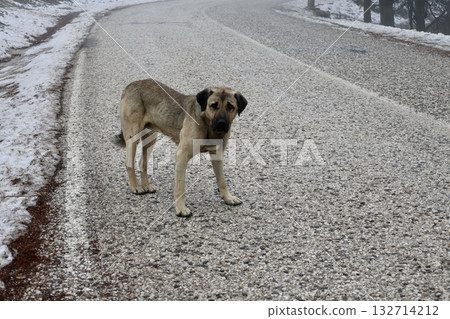 Dog eating snow abandoned emaciated dog in winter. High quality photo 132714212