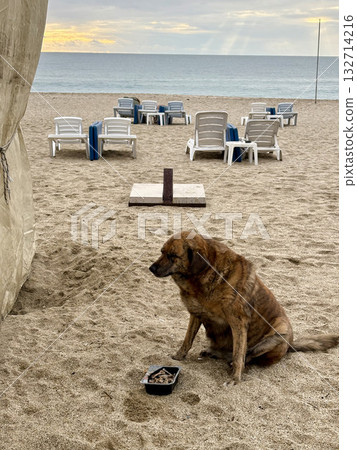 Dog beach chairs fat stray dog 132714216