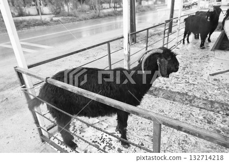 Sheep in pen. High quality photo 132714218