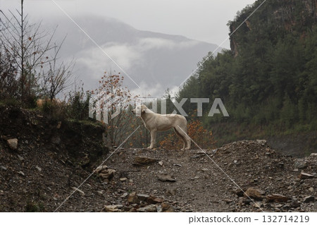 Dog mountain stream. High quality photo Dog mountain stream. High quality photo 132714219