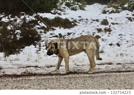 Dog eating snow abandoned emaciated dog in winter. High quality photo 132714223