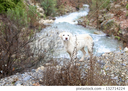 Dog mountain stream. High quality photo 132714224