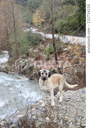 Dog mountain stream. High quality photo Dog mountain stream. High quality photo 132714228
