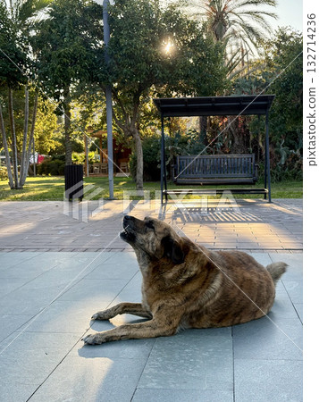 Dog beach chairs fat stray dog 132714236