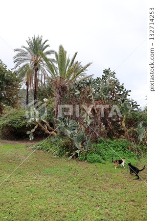 Cats walking outdoors. High quality photo 132714253