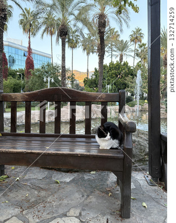 Cat wooden structure. High quality photo 132714259