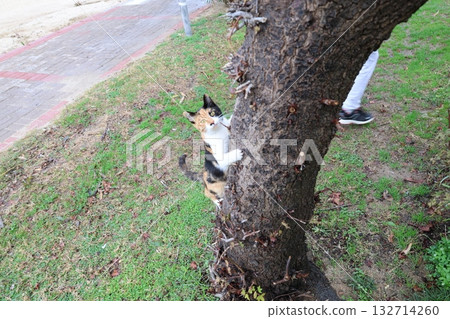 Cat wooden structure. High quality photo Cat wooden structure. High quality photo 132714260