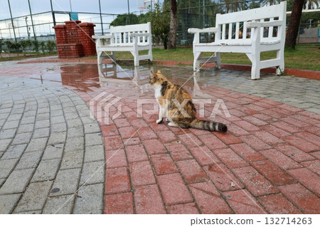 Cat stone bushes. High quality photo Cat stone bushes. High quality photo 132714263