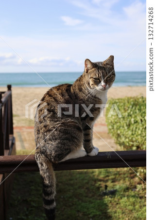 Cat rocky beach seashore 132714268