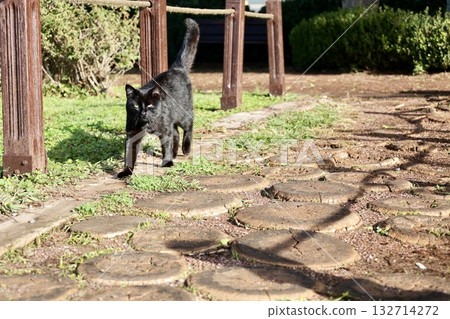 Cat wooden structure. High quality photo Cat wooden structure. High quality photo 132714272