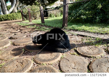 Cat wooden structure. High quality photo 132714284