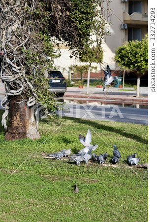 unusual bird tree. High quality photo 132714293