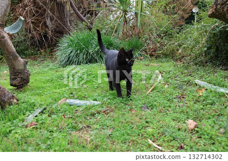 Cat wooden structure. High quality photo Cat wooden structure. High quality photo 132714302