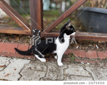 charismatic face cat. High quality photo charismatic face cat. High quality photo 132714310