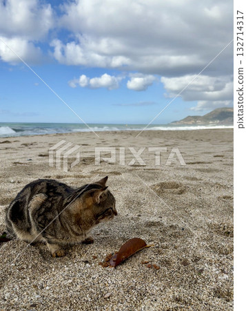 Cat rocky beach seashore 132714317