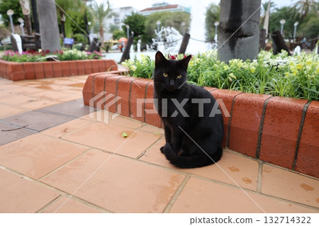 Cat stone bushes. High quality photo 132714322