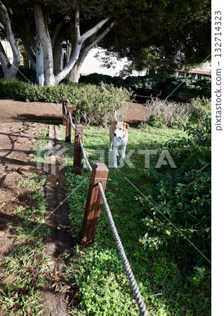 Dog green garden. High quality photo 132714323