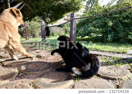 Dog cat standoff. High quality photo Dog cat standoff. High quality photo 132714330