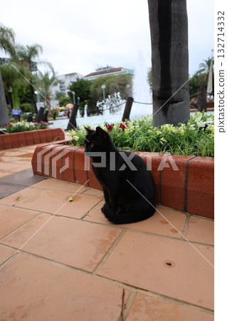 Cat stone bushes. High quality photo Cat stone bushes. High quality photo 132714332