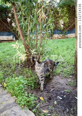 Cat wooden structure. High quality photo 132714336