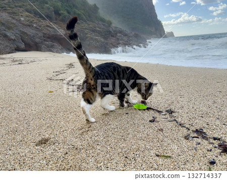 Cat rocky beach seashore 132714337