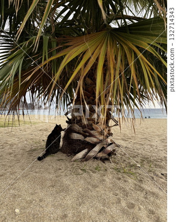 charismatic face cat. High quality photo 132714343