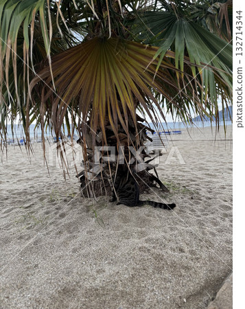 charismatic face cat. High quality photo 132714344