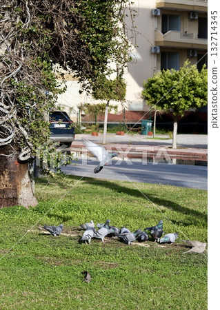 unusual bird tree. High quality photo 132714345