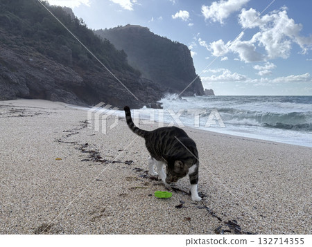 Cat rocky beach seashore 132714355
