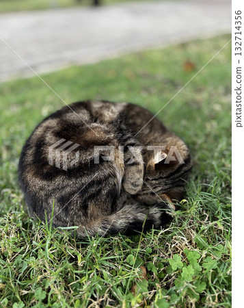 Cat wooden structure. High quality photo 132714356