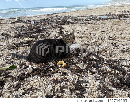 Cat wooden structure. High quality photo Cat wooden structure. High quality photo 132714365