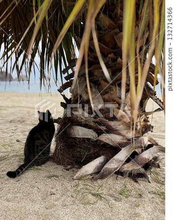 charismatic face cat. High quality photo 132714366