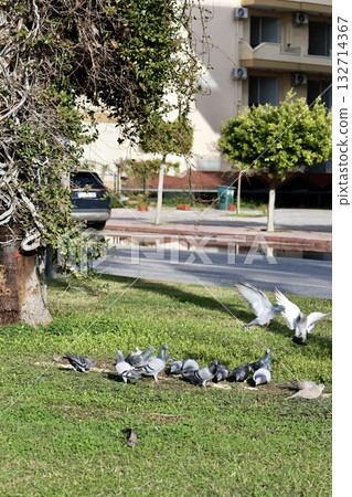 unusual bird tree. High quality photo unusual bird tree. High quality photo 132714367
