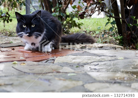 Cat stone bushes. High quality photo 132714393