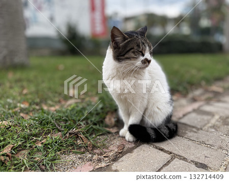 Cat rocky beach seashore Cat rocky beach seashore 132714409