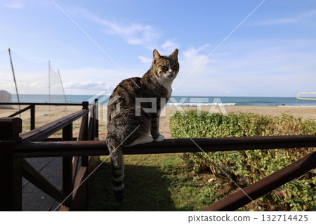 Cat rocky beach seashore Cat rocky beach seashore 132714425