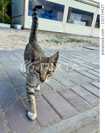 Cat wooden structure. High quality photo Cat wooden structure. High quality photo 132714427