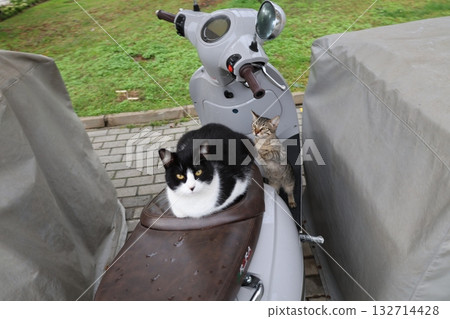 Cat wooden structure. High quality photo Cat wooden structure. High quality photo 132714428