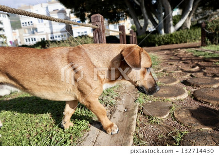 Dog beach walk unusual dog on a walk. High quality photo 132714430