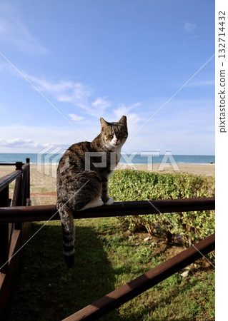 Cat wooden structure. High quality photo 132714432