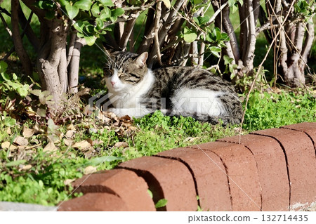 Cat wooden structure. High quality photo 132714435