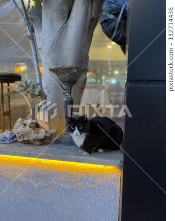 charismatic face cat. High quality photo charismatic face cat. High quality photo 132714436