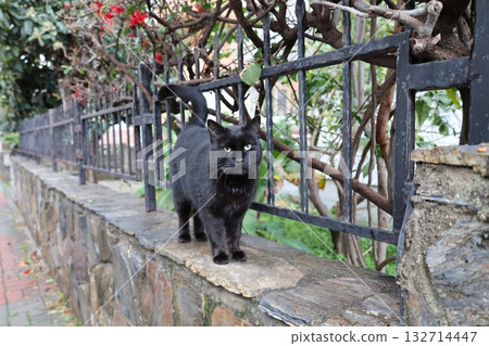 Cat stone bushes. High quality photo 132714447