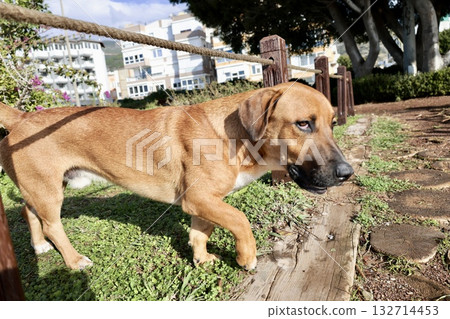Dog beach walk unusual dog on a walk. High quality photo 132714453