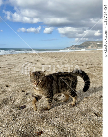 Cat rocky beach seashore 132714454