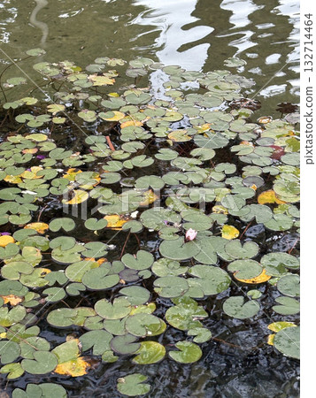 water lily leaves artificial pond water. High quality photo water lily leaves artificial pond water. High quality photo 132714464