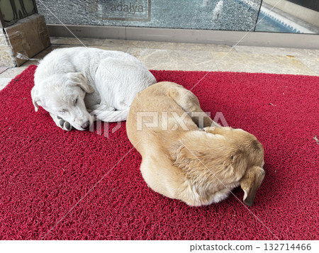 sleeping dogs on the street near the house. High quality photo 132714466
