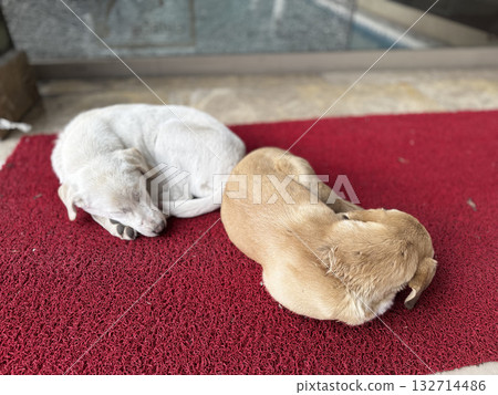 sleeping dogs on the street near the house. High quality photo sleeping dogs on the street near the house. High quality photo 132714486