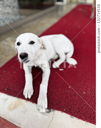 pond, dog, fountain 132714538