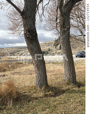 park autumn colors trees dry grass background. High quality photo 132714554
